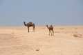 Naarh ja, vi er jo i Qatar og kameler kan man bare ikke faa nok af